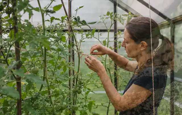 Person bindet junge Tomatentriebe in einem privaten Gewächshaus vorsichtig an; Thema Nektarinen, Schwerpunkt Schnitt; Ergebnis.