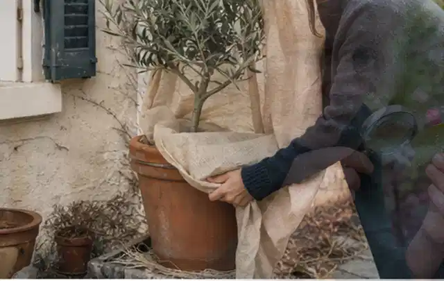 Person umhüllt eine mediterrane Kübelpflanze mit atmungsaktivem Winterschutz; Thema Nelken, Schwerpunkt Bewässerung; Ergebnis.