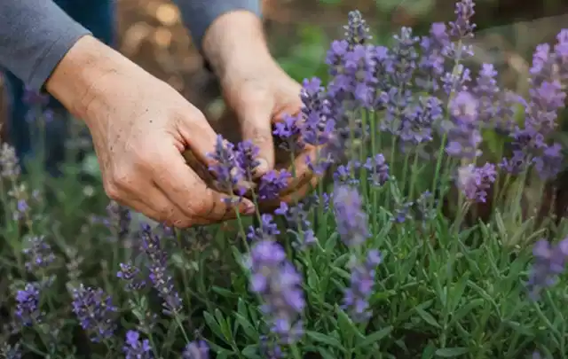 Hände pflegen blühenden Lavendel in einem natürlich angelegten Gartenbeet; Thema Nelken, Schwerpunkt Blumen; Ausgangslage.
