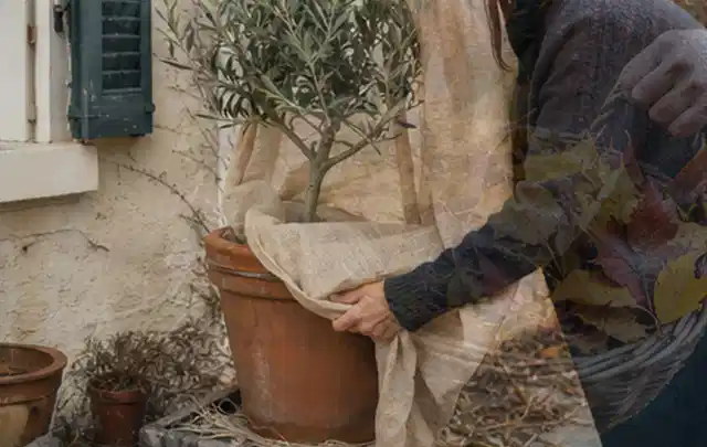 Person umhüllt eine mediterrane Kübelpflanze mit atmungsaktivem Winterschutz; Thema Nelken, Schwerpunkt Blumen; Umsetzung.