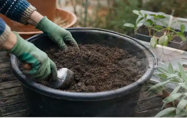 Behandschuhte Hände bereiten lockere Pflanzerde in einem großen Kübel vor; Thema Nelken, Schwerpunkt Blumen; Ergebnis.