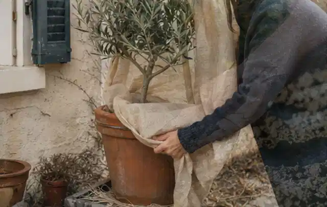 Person umhüllt eine mediterrane Kübelpflanze mit atmungsaktivem Winterschutz; Thema Nelken, Schwerpunkt Boden; Ergebnis.