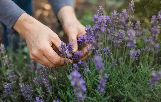 Hände pflegen blühenden Lavendel in einem natürlich angelegten Gartenbeet; Thema Nelken, Schwerpunkt Boden; Praxisalltag.