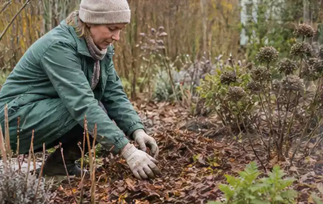 Person verteilt eine schützende Mulchschicht zwischen winterlichen Stauden; Thema Nelken, Schwerpunkt Düngung; Ausgangslage.