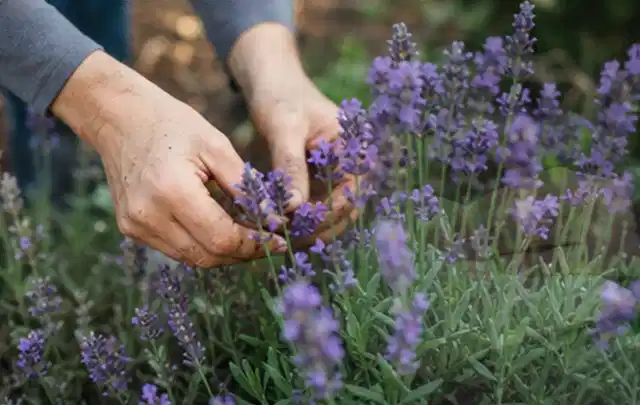 Hände pflegen blühenden Lavendel in einem natürlich angelegten Gartenbeet; Thema Nelken, Schwerpunkt Düngung; Kontrolle.