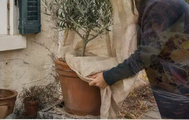 Person umhüllt eine mediterrane Kübelpflanze mit atmungsaktivem Winterschutz; Thema Nelken, Schwerpunkt Einsteigerwissen; Ausgangslage.