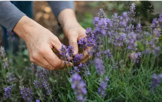 Hände pflegen blühenden Lavendel in einem natürlich angelegten Gartenbeet; Thema Nelken, Schwerpunkt Fehlerhilfe; Kontrolle.