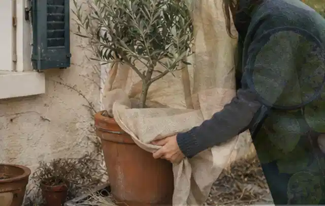 Person umhüllt eine mediterrane Kübelpflanze mit atmungsaktivem Winterschutz; Thema Nelken, Schwerpunkt Fehlerhilfe; Praxisalltag.