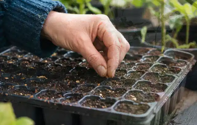 Hand legt einzelne Samen in vorbereitete Anzuchtschalen mit lockerer Erde; Thema Nelken, Schwerpunkt Gartenpraxis; Praxisalltag.