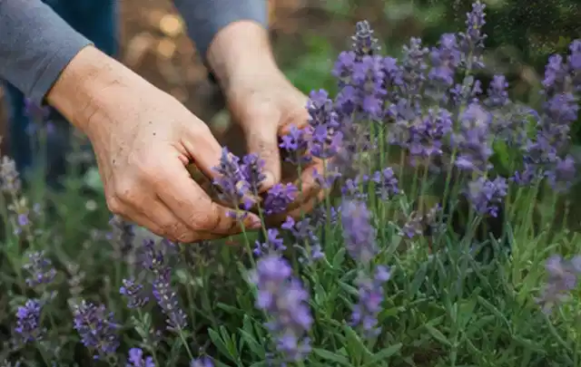 Hände pflegen blühenden Lavendel in einem natürlich angelegten Gartenbeet; Thema Nelken, Schwerpunkt Jahrespflege; Umsetzung.