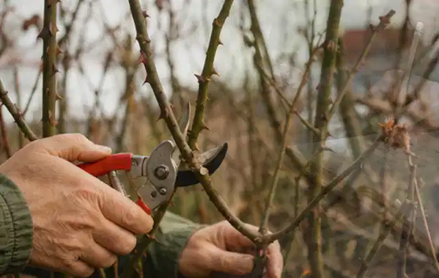 Hände schneiden einen älteren Rosenstrauch mit einer sauberen Gartenschere; Thema Nelken, Schwerpunkt Jahrespflege; Ergebnis.
