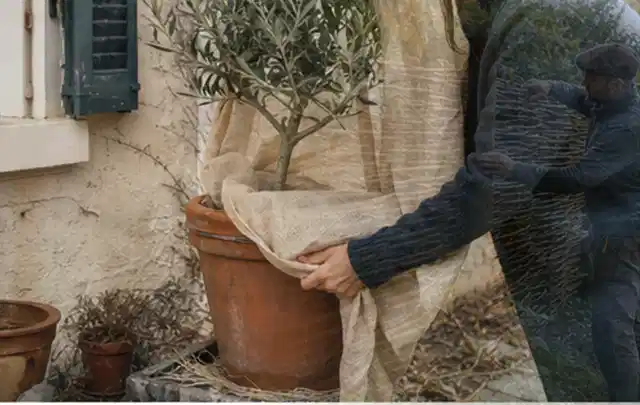 Person umhüllt eine mediterrane Kübelpflanze mit atmungsaktivem Winterschutz; Thema Nelken, Schwerpunkt Jahrespflege; Praxisalltag.