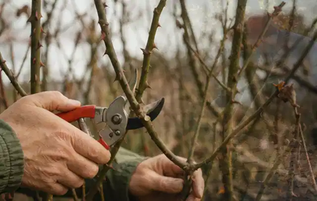 Hände schneiden einen älteren Rosenstrauch mit einer sauberen Gartenschere; Thema Nelken, Schwerpunkt Kaufberatung; Ausgangslage.