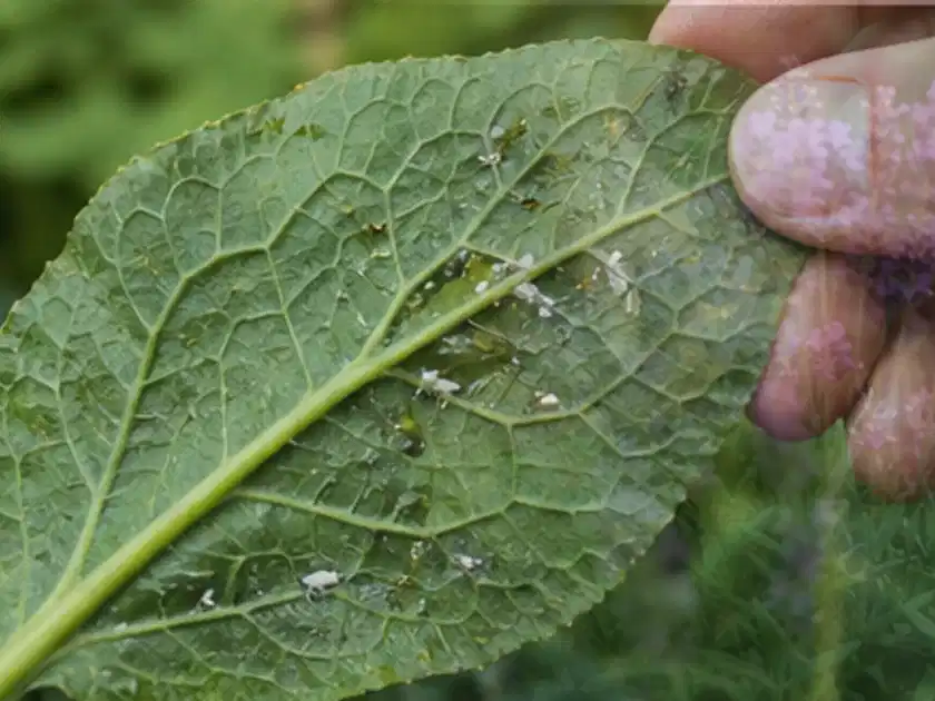 Hand hält ein Blatt mit kleinen hellen Schädlingen auf der Unterseite; Thema Nelken, Schwerpunkt Pflanzenschutz; Titelbild.