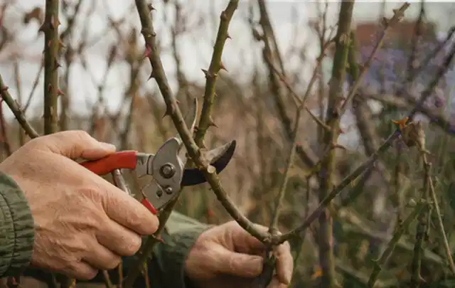 Hände schneiden einen älteren Rosenstrauch mit einer sauberen Gartenschere; Thema Nelken, Schwerpunkt Pflanzenschutz; Ausgangslage.