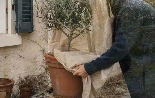 Person umhüllt eine mediterrane Kübelpflanze mit atmungsaktivem Winterschutz; Thema Nelken, Schwerpunkt Pflanzenschutz; Ergebnis.