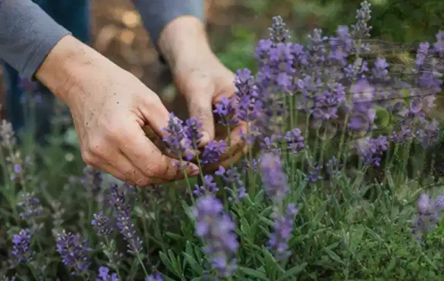 Hände pflegen blühenden Lavendel in einem natürlich angelegten Gartenbeet; Thema Nelken, Schwerpunkt Pflanzpartner; Praxisalltag.
