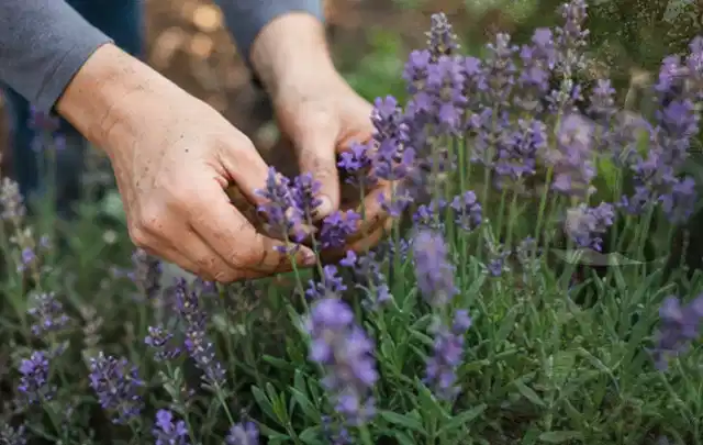 Hände pflegen blühenden Lavendel in einem natürlich angelegten Gartenbeet; Thema Nelken, Schwerpunkt Problemlösung; Ausgangslage.