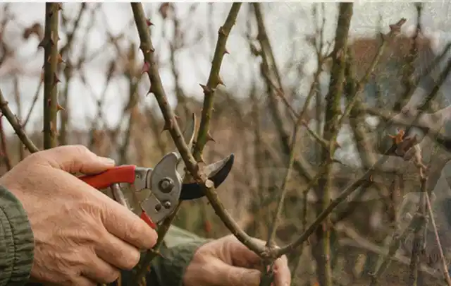 Hände schneiden einen älteren Rosenstrauch mit einer sauberen Gartenschere; Thema Nelken, Schwerpunkt Problemlösung; Kontrolle.