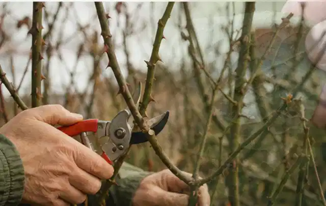 Hände schneiden einen älteren Rosenstrauch mit einer sauberen Gartenschere; Thema Nelken, Schwerpunkt Rückschnitt; Umsetzung.