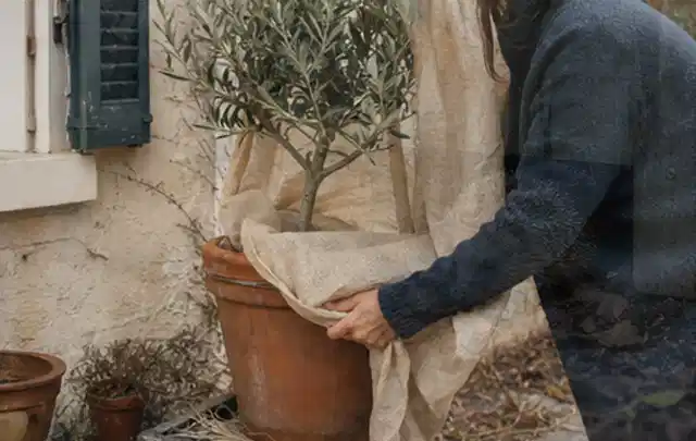 Person umhüllt eine mediterrane Kübelpflanze mit atmungsaktivem Winterschutz; Thema Nelken, Schwerpunkt Rückschnitt; Ergebnis.
