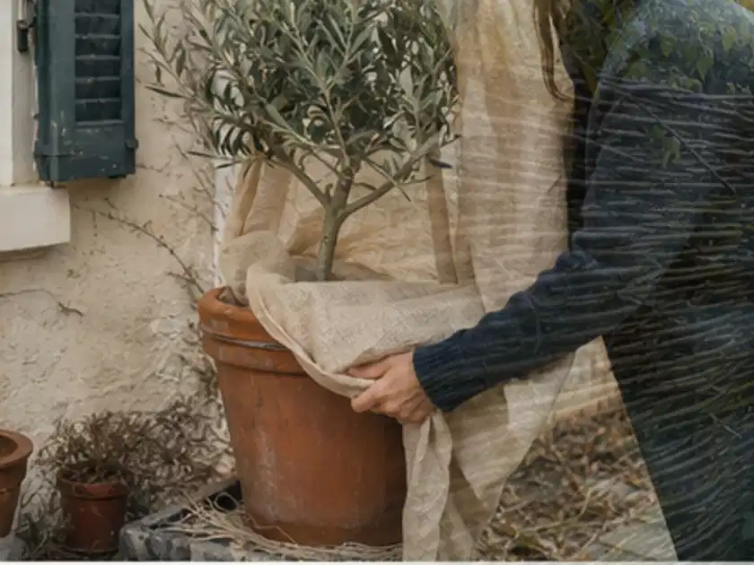 Person umhüllt eine mediterrane Kübelpflanze mit atmungsaktivem Winterschutz; Thema Nelken, Schwerpunkt Sortenwahl; Titelbild.