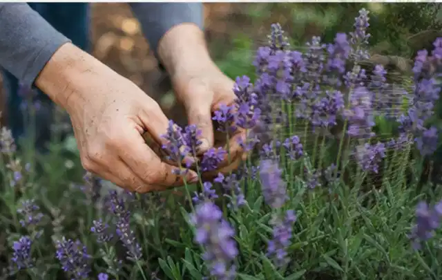 Hände pflegen blühenden Lavendel in einem natürlich angelegten Gartenbeet; Thema Nelken, Schwerpunkt Sortenwahl; Ausgangslage.