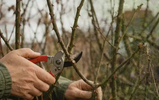 Hände schneiden einen älteren Rosenstrauch mit einer sauberen Gartenschere; Thema Nelken, Schwerpunkt Sortenwahl; Praxisalltag.
