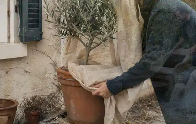 Person umhüllt eine mediterrane Kübelpflanze mit atmungsaktivem Winterschutz; Thema Nelken, Schwerpunkt Standort; Ergebnis.