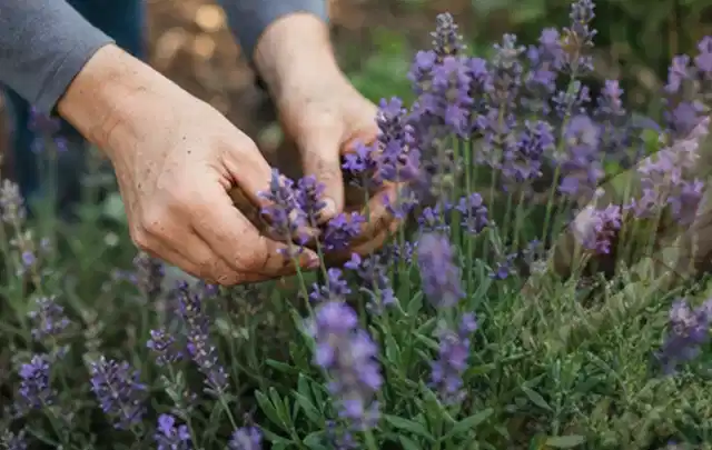 Hände pflegen blühenden Lavendel in einem natürlich angelegten Gartenbeet; Thema Nelken, Schwerpunkt Topfkultur; Ergebnis.