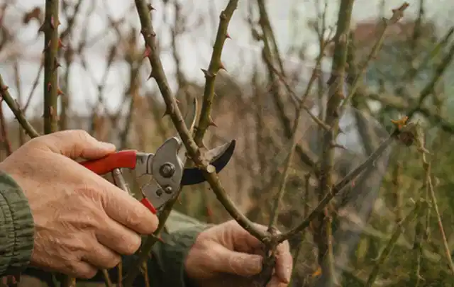 Hände schneiden einen älteren Rosenstrauch mit einer sauberen Gartenschere; Thema Nelken, Schwerpunkt Topfkultur; Praxisalltag.