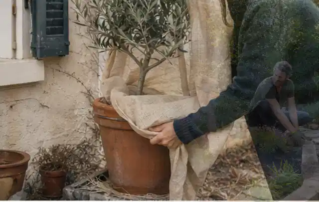 Person umhüllt eine mediterrane Kübelpflanze mit atmungsaktivem Winterschutz; Thema Nelken, Schwerpunkt Vermehrung; Praxisalltag.