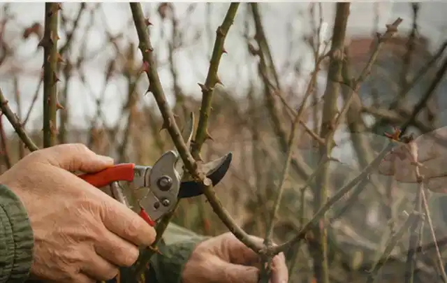 Hände schneiden einen älteren Rosenstrauch mit einer sauberen Gartenschere; Thema Nelken, Schwerpunkt Wachstum; Umsetzung.
