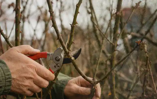 Hände schneiden einen älteren Rosenstrauch mit einer sauberen Gartenschere; Thema Nelken, Schwerpunkt Winterpflege; Kontrolle.