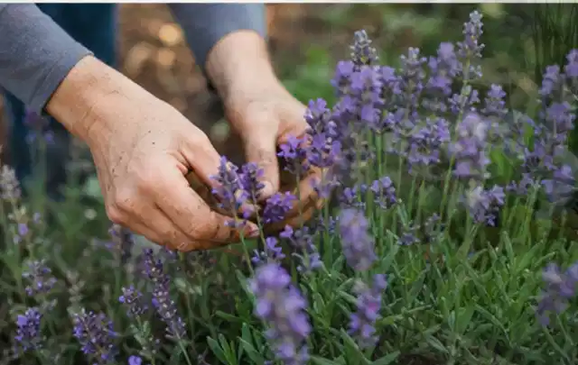 Hände pflegen blühenden Lavendel in einem natürlich angelegten Gartenbeet; Thema Nelken, Schwerpunkt Winterpflege; Ergebnis.