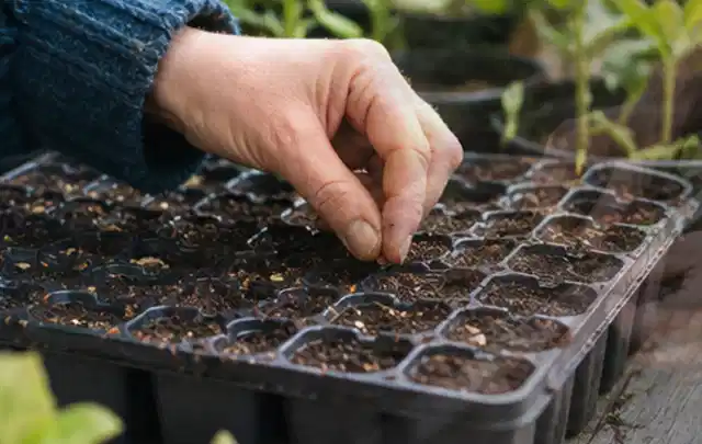 Hand legt einzelne Samen in vorbereitete Anzuchtschalen mit lockerer Erde; Thema Obst, Schwerpunkt Themenwelt; Umsetzung.