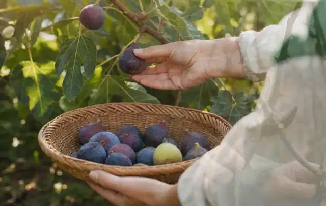 Hand pflückt eine reife Feige über einem flachen Korb mit Früchten; Thema Obst, Schwerpunkt Themenwelt; Kontrolle.