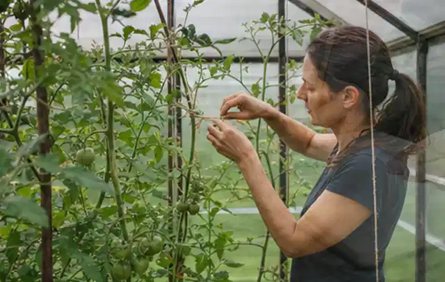 Person bindet junge Tomatentriebe in einem privaten Gewächshaus vorsichtig an; Thema Oregano, Schwerpunkt Aussaat; Ausgangslage.