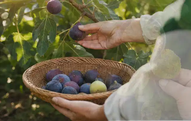 Hand pflückt eine reife Feige über einem flachen Korb mit Früchten; Thema Oregano, Schwerpunkt Balkongarten; Praxisalltag.