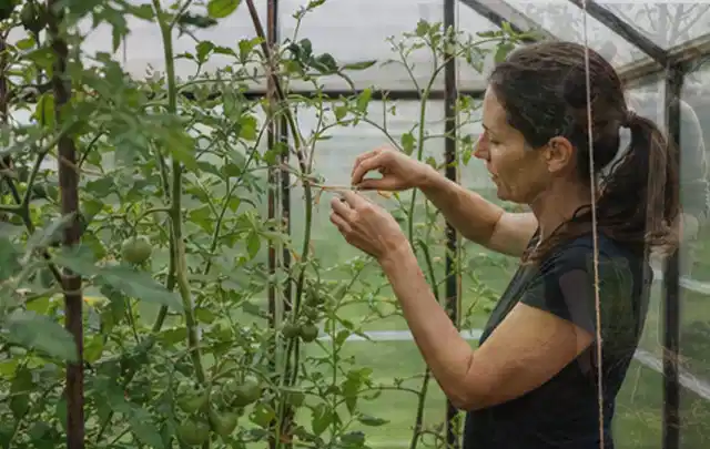 Person bindet junge Tomatentriebe in einem privaten Gewächshaus vorsichtig an; Thema Oregano, Schwerpunkt Bewässerung; Kontrolle.