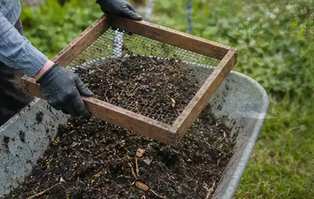Behandschuhte Hände sieben reifen Kompost über einer Gartenschubkarre; Thema Oregano, Schwerpunkt Bewässerung; Ergebnis.
