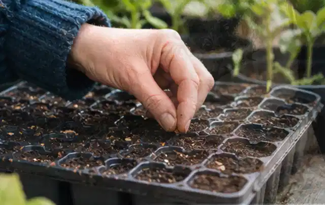 Hand legt einzelne Samen in vorbereitete Anzuchtschalen mit lockerer Erde; Thema Oregano, Schwerpunkt Boden; Ausgangslage.