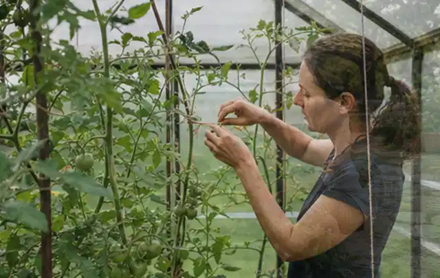 Person bindet junge Tomatentriebe in einem privaten Gewächshaus vorsichtig an; Thema Oregano, Schwerpunkt Boden; Umsetzung.