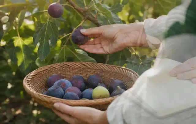 Hand pflückt eine reife Feige über einem flachen Korb mit Früchten; Thema Oregano, Schwerpunkt Einsteigerwissen; Kontrolle.