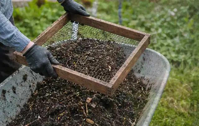 Behandschuhte Hände sieben reifen Kompost über einer Gartenschubkarre; Thema Oregano, Schwerpunkt Ernte; Praxisalltag.