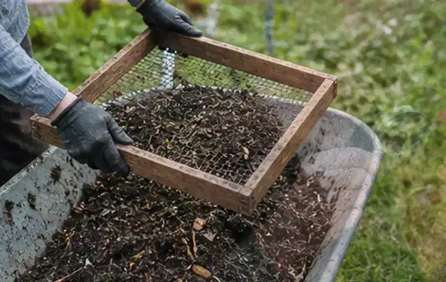 Behandschuhte Hände sieben reifen Kompost über einer Gartenschubkarre; Thema Oregano, Schwerpunkt Fehlerhilfe; Ausgangslage.