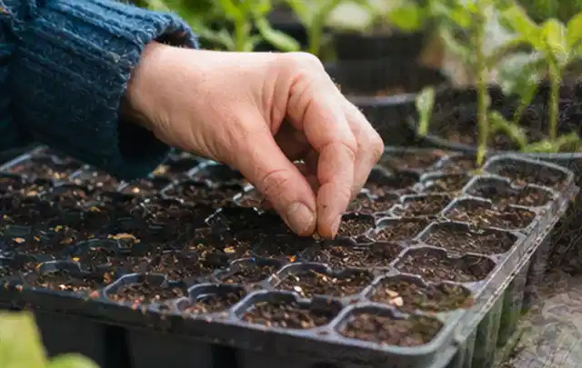 Hand legt einzelne Samen in vorbereitete Anzuchtschalen mit lockerer Erde; Thema Oregano, Schwerpunkt Gesundheit; Umsetzung.