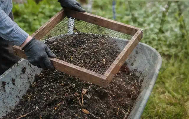 Behandschuhte Hände sieben reifen Kompost über einer Gartenschubkarre; Thema Oregano, Schwerpunkt Gesundheit; Ergebnis.