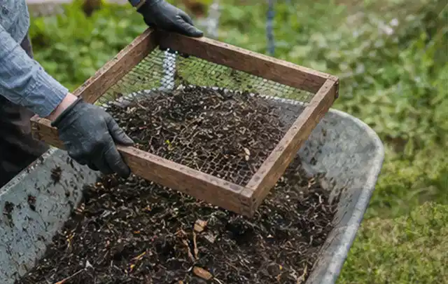 Behandschuhte Hände sieben reifen Kompost über einer Gartenschubkarre; Thema Oregano, Schwerpunkt Gewächshaus; Kontrolle.