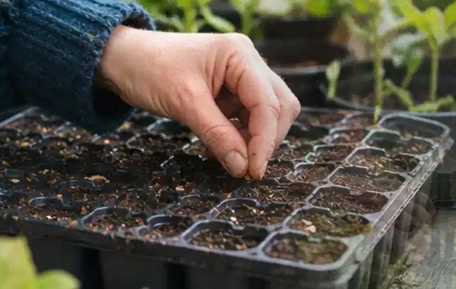Hand legt einzelne Samen in vorbereitete Anzuchtschalen mit lockerer Erde; Thema Oregano, Schwerpunkt Gewächshaus; Ergebnis.